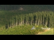 Pine Forest New & Mature 1 - AERIAL 3490